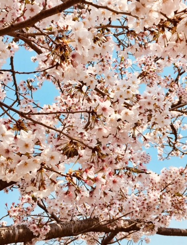 今年の桜🌸